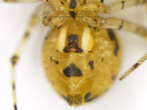 Réf. 330 022 : Platnickina tincta